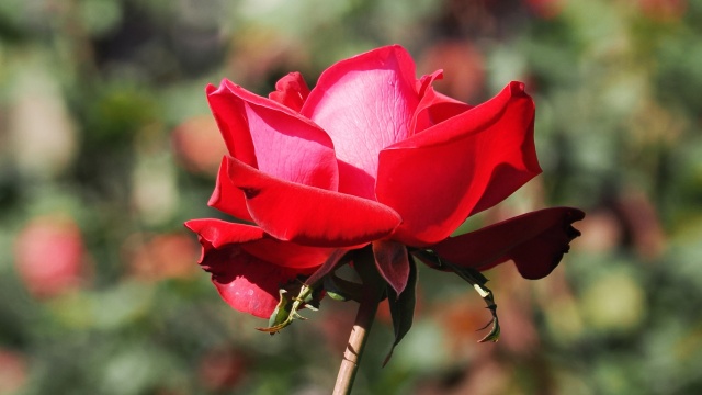 神代植物公園の薔薇