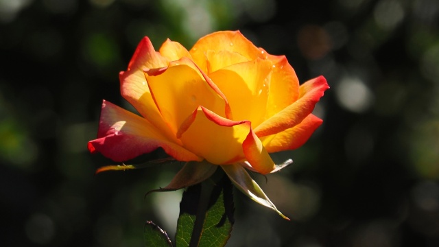 神代植物公園の薔薇