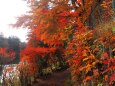 秋の雲場池