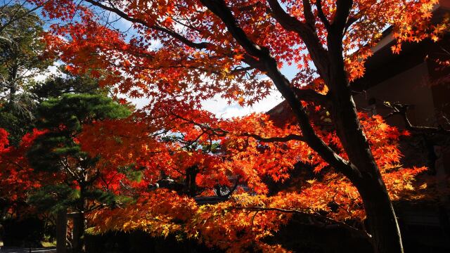 秋の光明寺