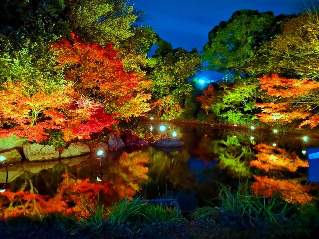 白鳥庭園ライトアップ