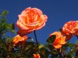 神代植物公園の薔薇