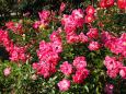 神代植物公園の薔薇