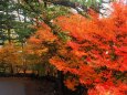 雲場池の紅葉