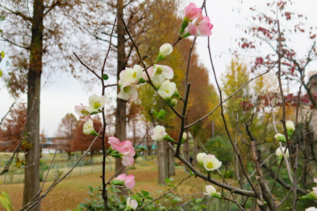 木瓜の花