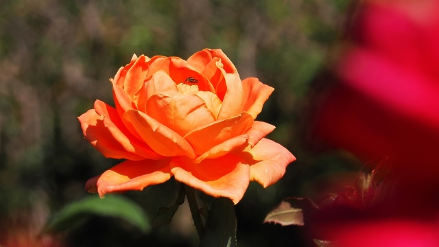 神代植物公園の薔薇