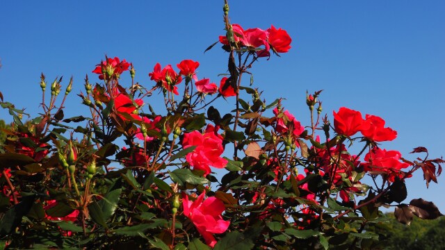 神代植物公園の薔薇