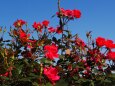 神代植物公園の薔薇