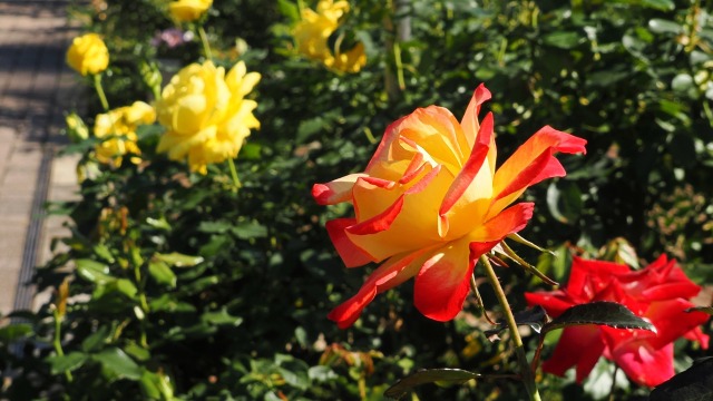 神代植物公園の薔薇