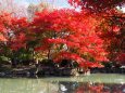 秋の東寺