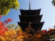 秋の東寺