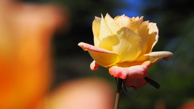 神代植物公園の薔薇