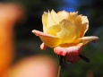 神代植物公園の薔薇