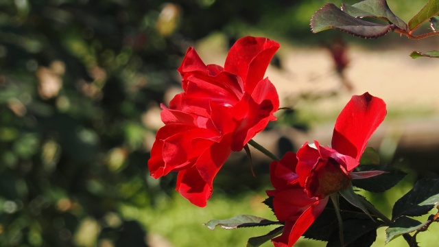 神代植物公園の薔薇