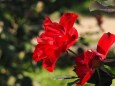 神代植物公園の薔薇