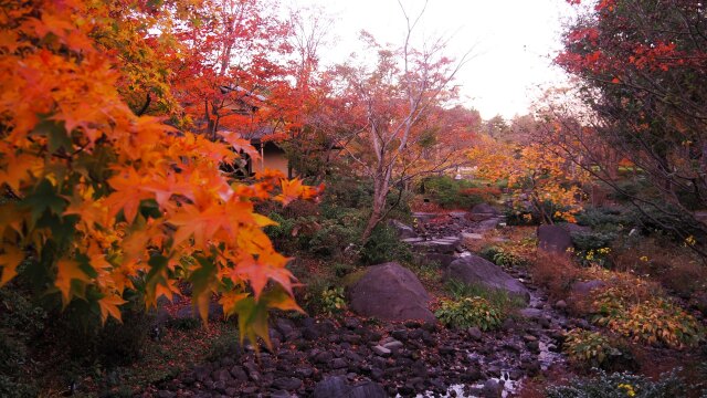 秋の昭和記念公園