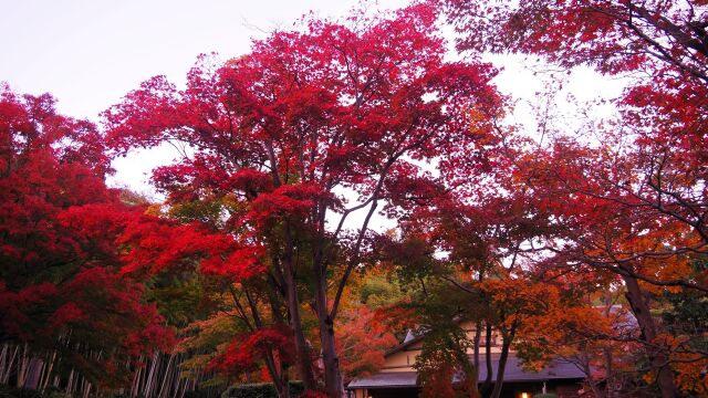 秋の昭和記念公園