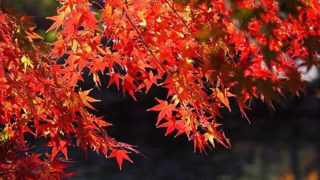 東寺の紅葉