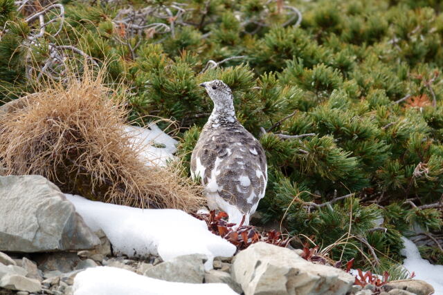 仙丈ヶ岳の雌雷鳥