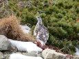 仙丈ヶ岳の雌雷鳥