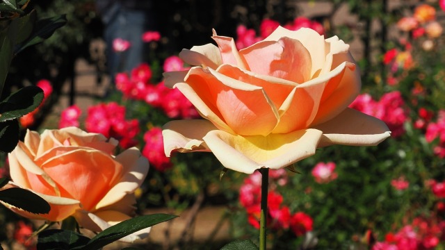 神代植物公園の薔薇