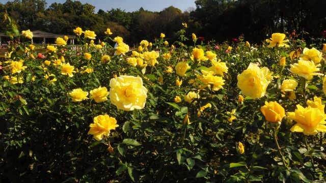 神代植物公園の薔薇