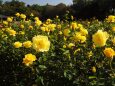 神代植物公園の薔薇