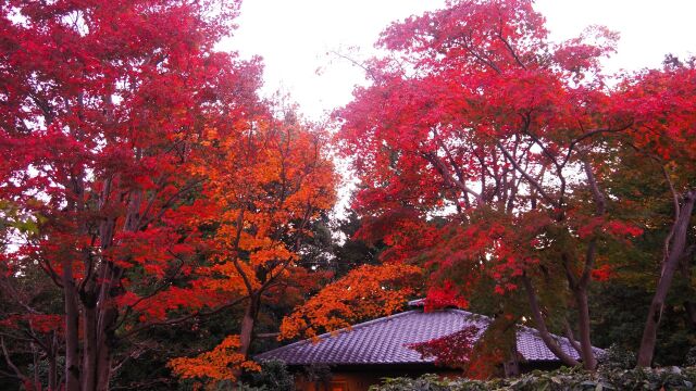 秋の昭和記念公園