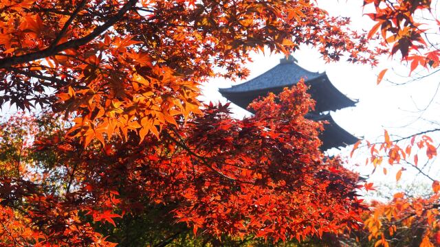 秋の東寺