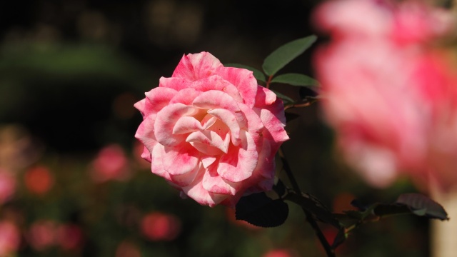 神代植物公園の薔薇