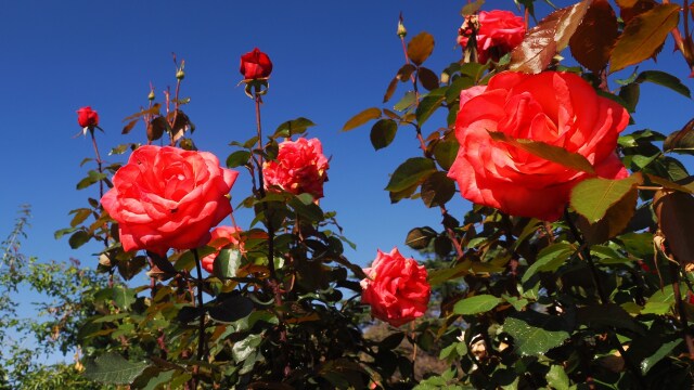 神代植物公園の薔薇