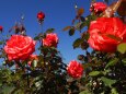 神代植物公園の薔薇