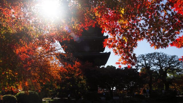 秋の東寺