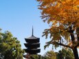 秋の東寺