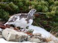 仙丈ヶ岳の雌雷鳥2