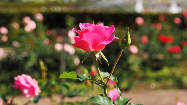 神代植物公園の薔薇