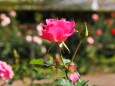 神代植物公園の薔薇