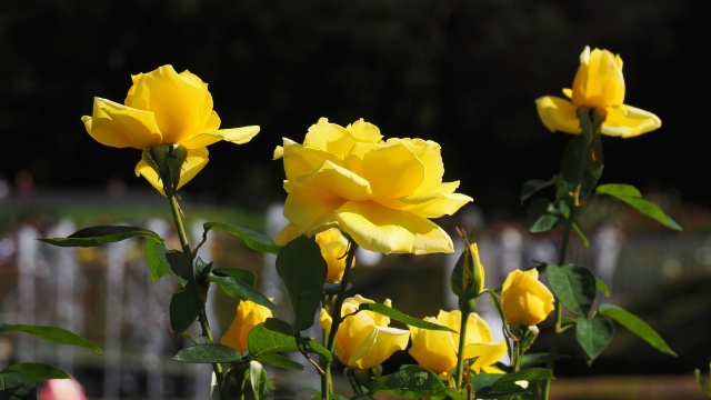 神代植物公園の薔薇