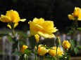 神代植物公園の薔薇