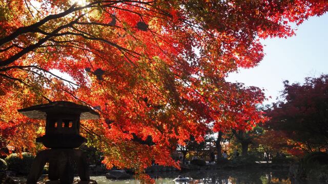 秋の東寺