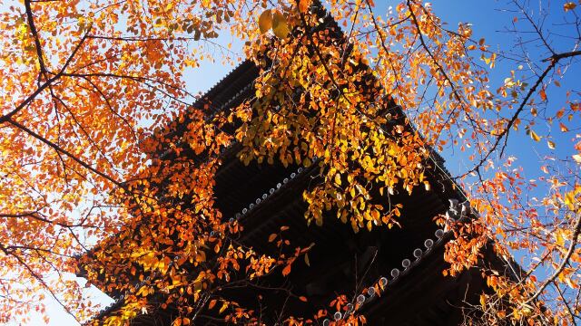 秋の東寺