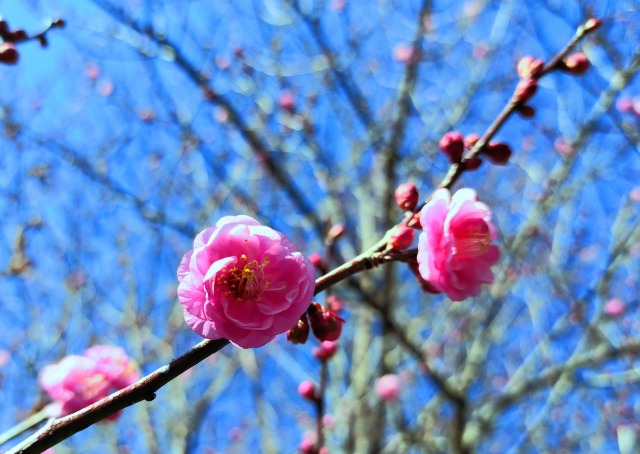 東紀州早咲き梅