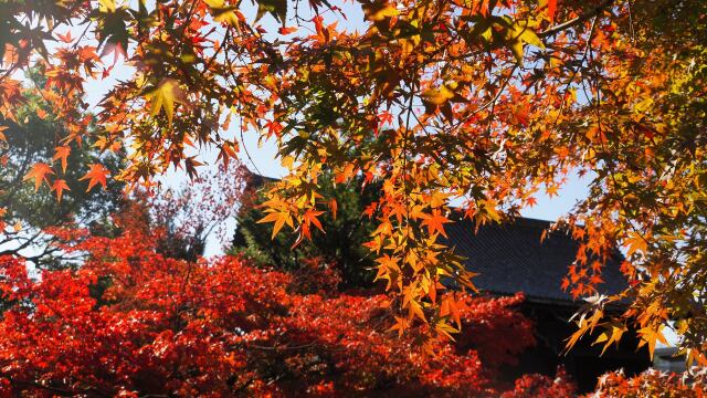 秋の東寺