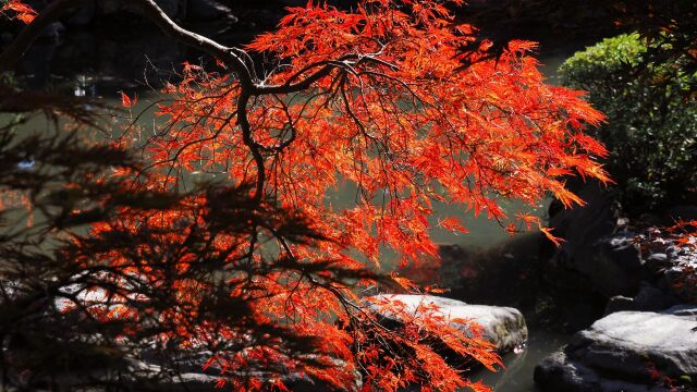 東寺の紅葉