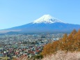 迎春富士山