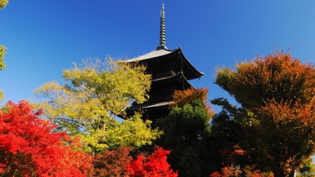 秋の東寺