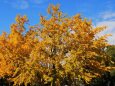 東寺の紅葉