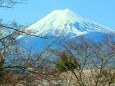 迎春富士山