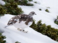 仙丈ヶ岳の雌雷鳥6