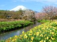 迎春富士山